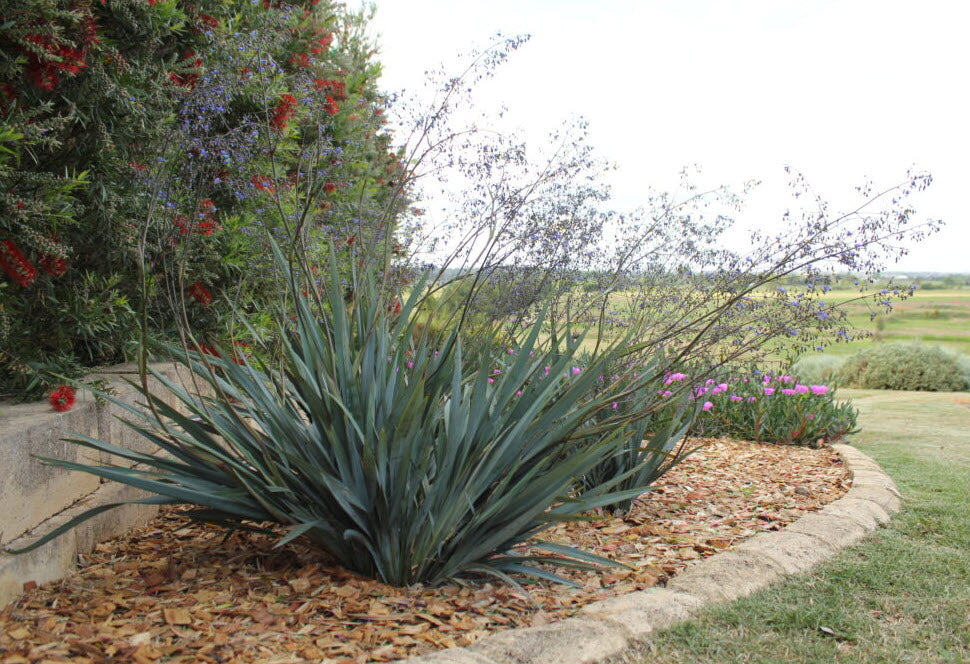 Dianella Blutopia - 5 Gallon