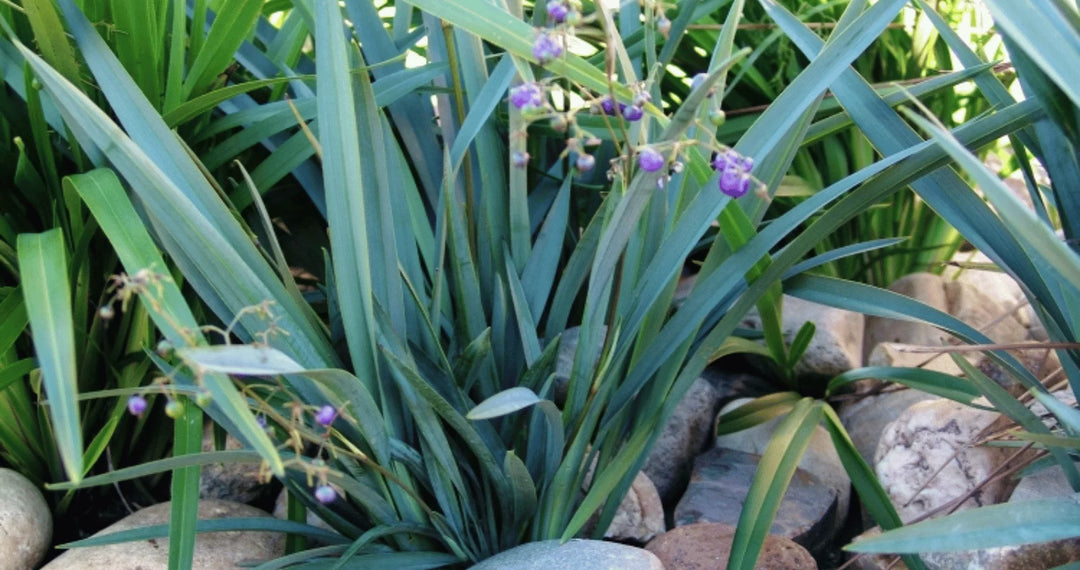 Dianella Blutopia - 5 Gallon
