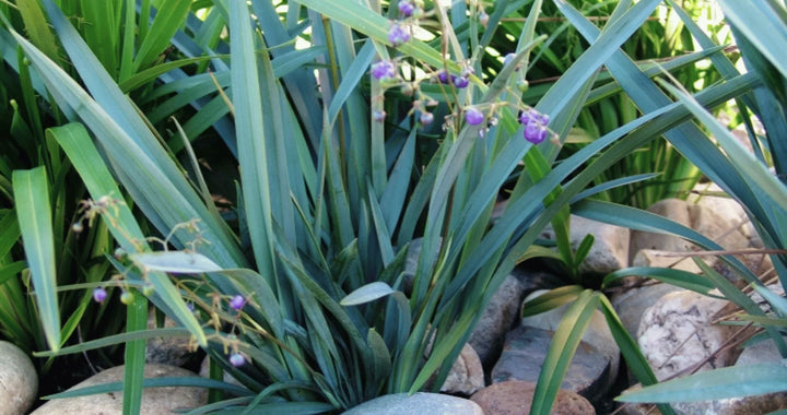 Dianella Blutopia - 5 Gallon