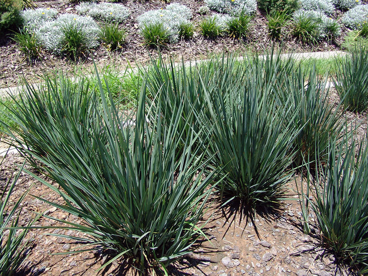 Dianella Little Rev - 5 Gallon