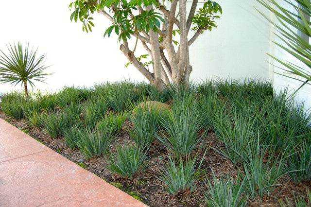 Dianella Little Rev - 5 Gallon