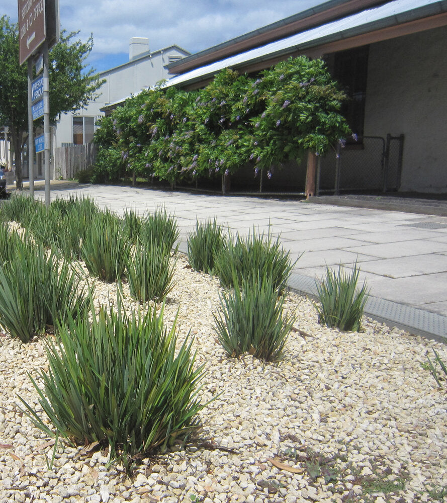 Dianella Little Rev - 5 Gallon