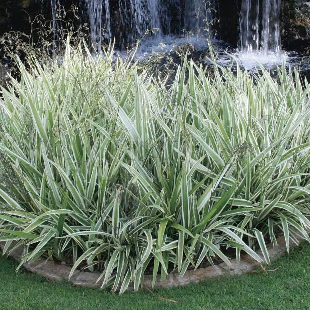 Dianella tasmanica 'Variegata' - 5 Gallon