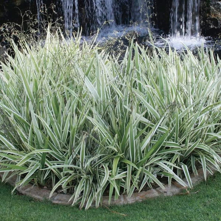 Dianella tasmanica 'Variegata' - 5 Gallon