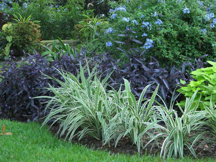 Dianella tasmanica 'Variegata' - 5 Gallon