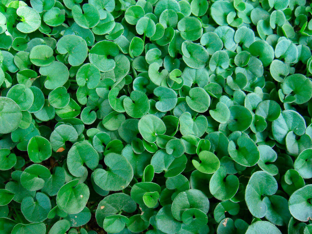 Dichondra - Flat