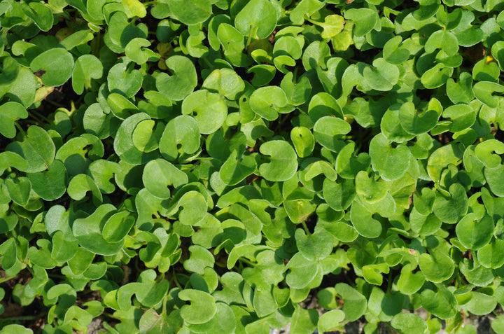Dichondra - Flat