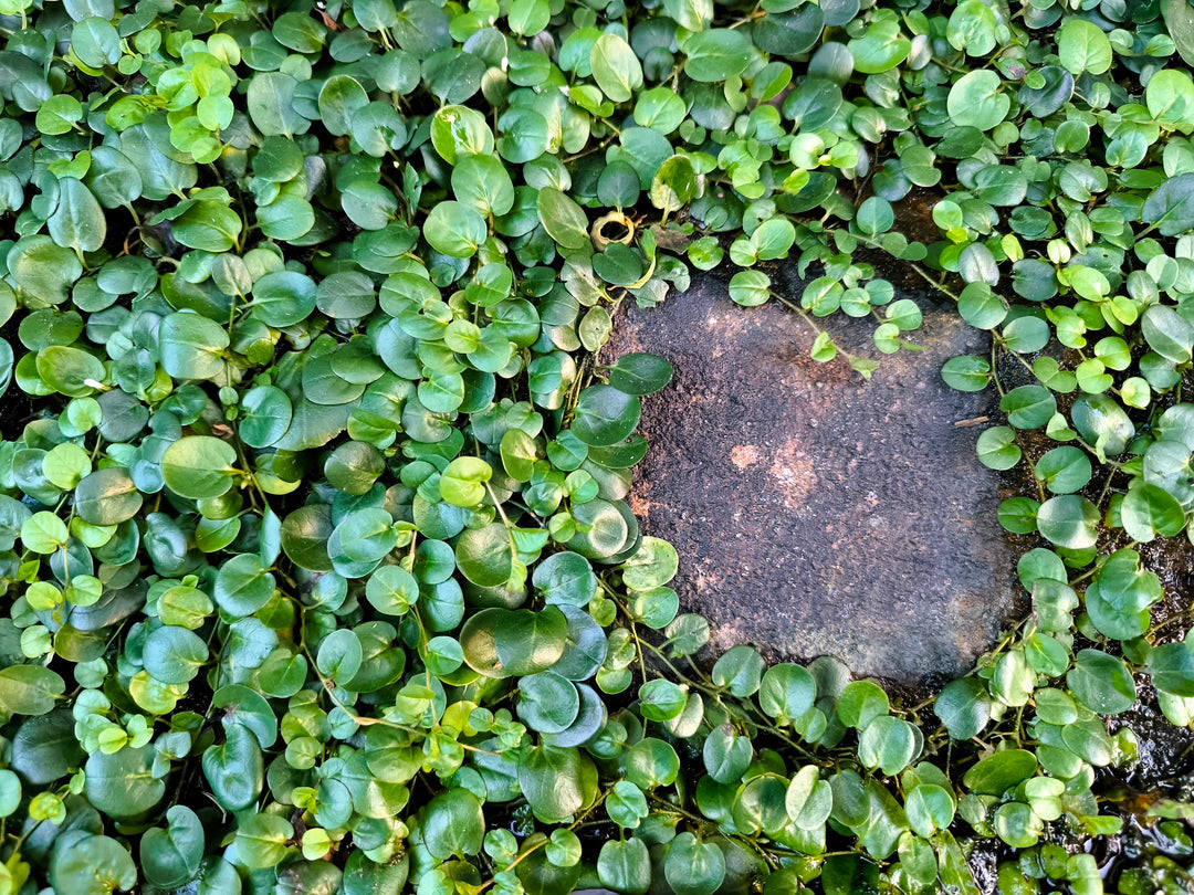Dichondra - Flat