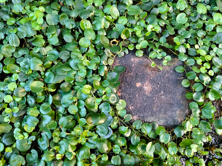 Dichondra - Flat