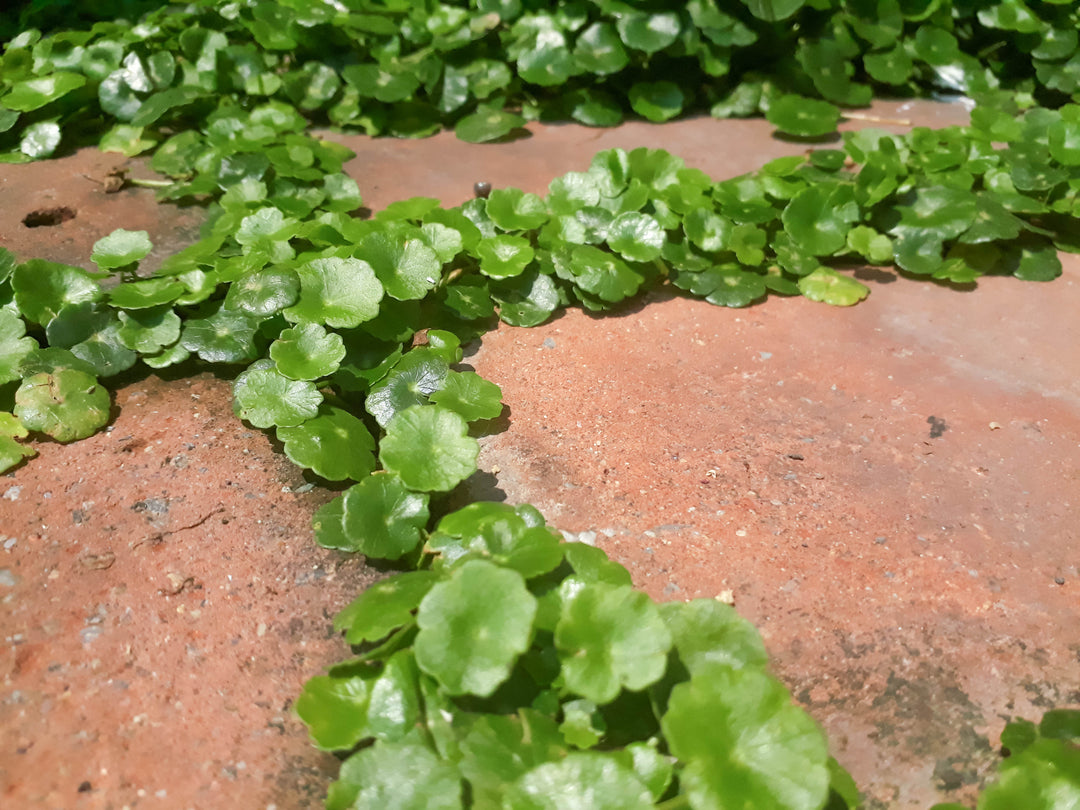 Dichondra - Flat