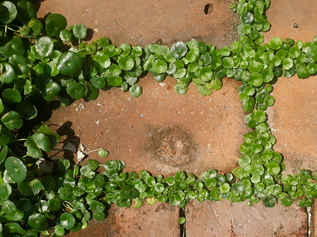Dichondra - Flat