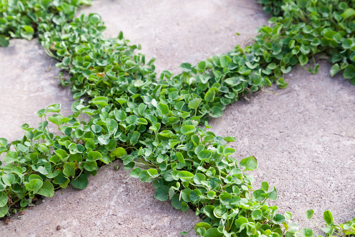 Dichondra - Flat