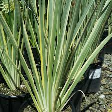 Dietes Variegated- Fortnight Lily Variegata - 5 Gallon