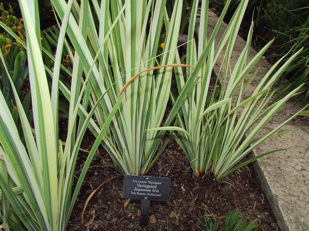 Dietes Variegated- Fortnight Lily Variegata - 5 Gallon