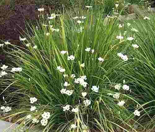 Dietes bicolor (Moraea b.) Fortnight Lily - 5 Gallon