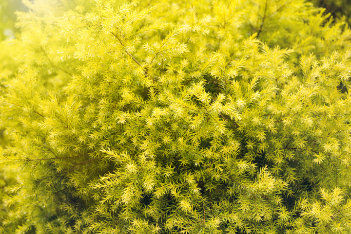 Sunset Gold Breath of Heaven - 5 Gallon