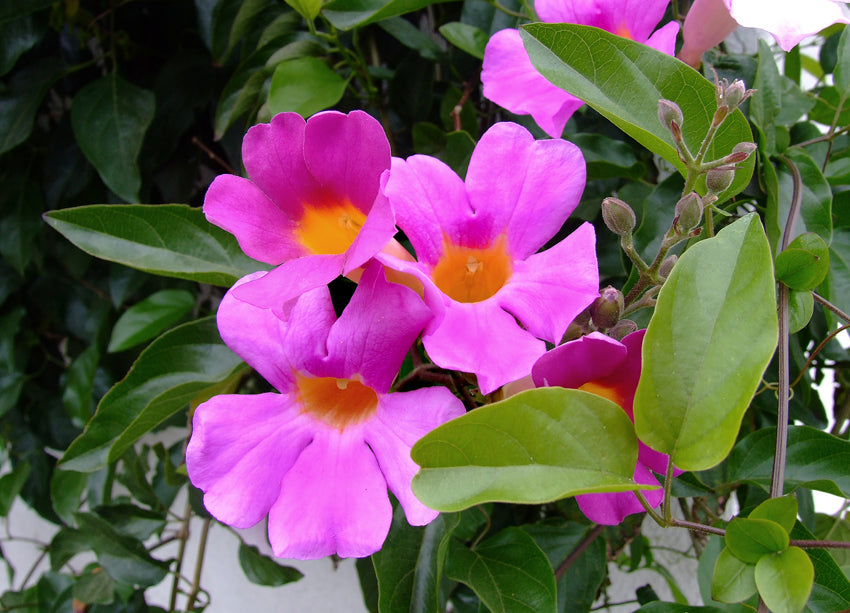 Distictis 'Rivers' (D. riversii)(Bignonia riversii) Royal Trumpet Vine - 15 Gallon