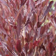 Purple Hopseed Bush - 15 Gallon