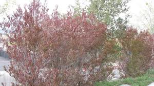 Purple Hopseed Bush - 15 Gallon