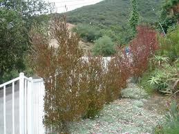 Purple Hopseed Bush - 15 Gallon