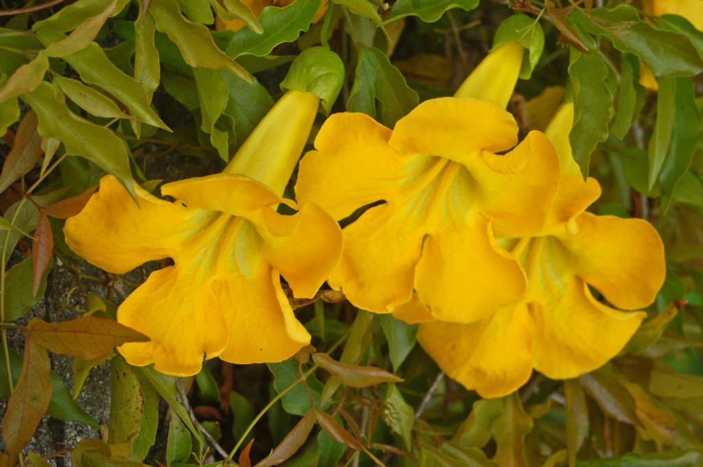 Dolichandra unguis - Cat's Claw Vine - 15 Gallon