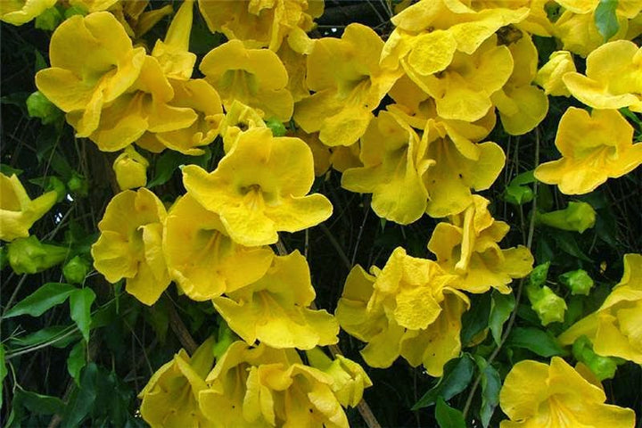 Dolichandra unguis - Cat's Claw Vine - 15 Gallon