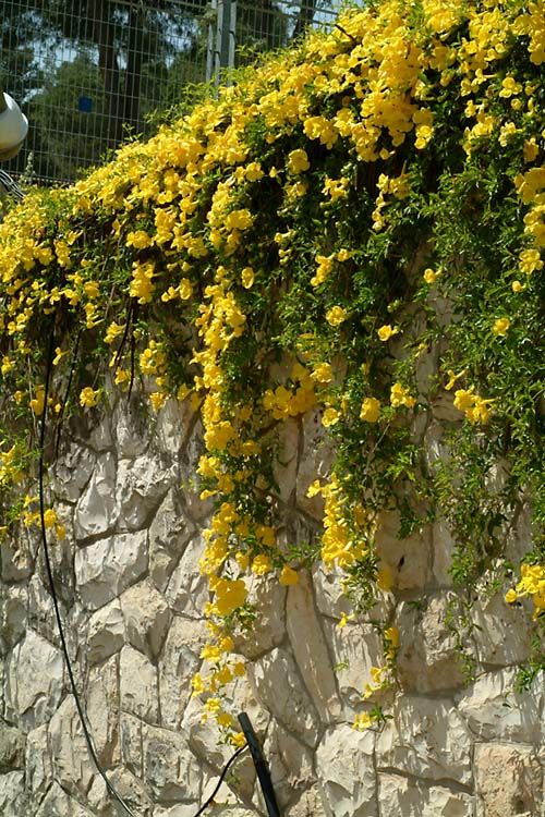 Dolichandra unguis - Cat's Claw Vine - 15 Gallon