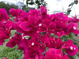 Bougainvillea 'Don Mario' Bougainvillea Burgundy (Vine type) - 5 Gallon