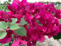 Bougainvillea 'Don Mario' Bougainvillea Burgundy (Vine type) - 5 Gallon