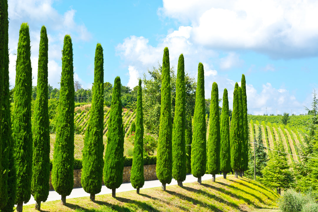 Dwarf Italian Cypress - 15 Gallon