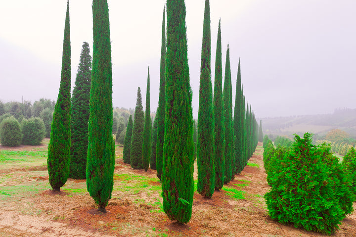 Dwarf Italian Cypress - 15 Gallon