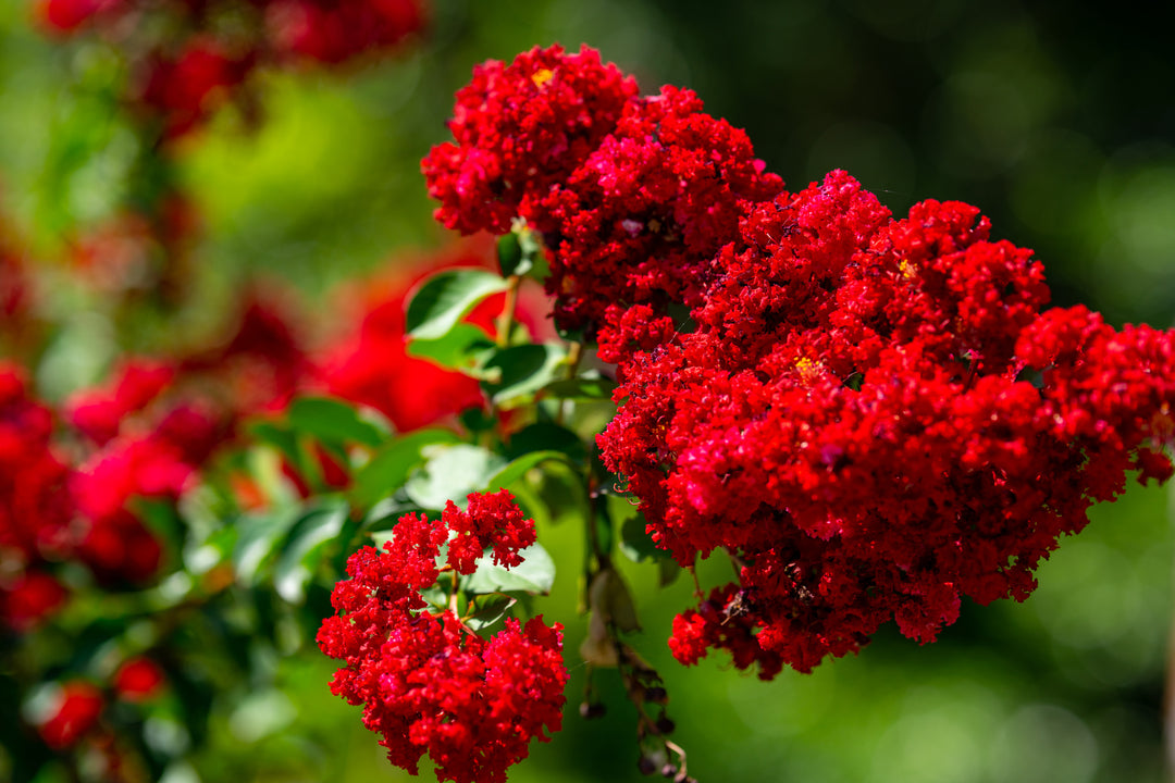 Dynamite Red Crape Myrtle Tree