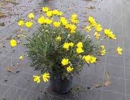Euryops pectinatus 'Viridis' Green-Leafed Euryops - 5 Gallon