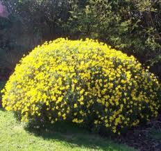 Euryops pectinatus 'Viridis' Green-Leafed Euryops - 5 Gallon