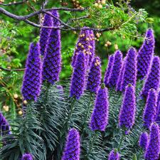 Echium candicans (E. fastuosum) Pride of Madeira - 5 Gallon