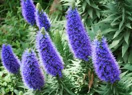 Echium candicans (E. fastuosum) Pride of Madeira - 5 Gallon