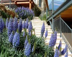 Echium candicans (E. fastuosum) Pride of Madeira - 5 Gallon
