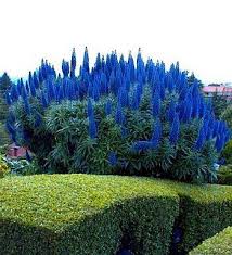 Echium candicans (E. fastuosum) Pride of Madeira - 5 Gallon