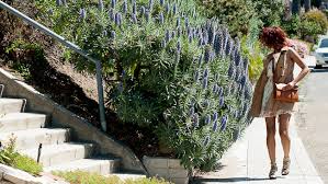 Echium candicans (E. fastuosum) Pride of Madeira - 5 Gallon