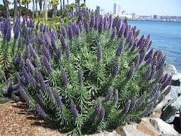 Echium candicans (E. fastuosum) Pride of Madeira - 5 Gallon