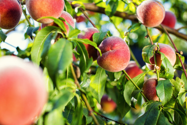 Elberta Peach Tree - 15 Gallon