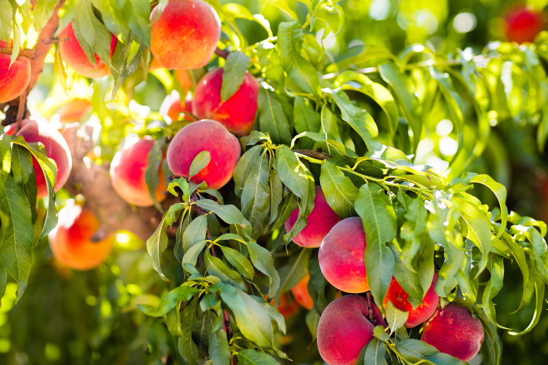 Elberta Peach Tree - 15 Gallon