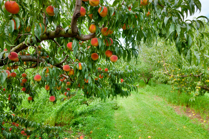 Elberta Peach Tree - 15 Gallon