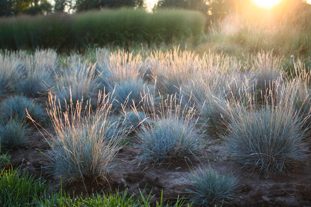 Elijah Blue Fescue