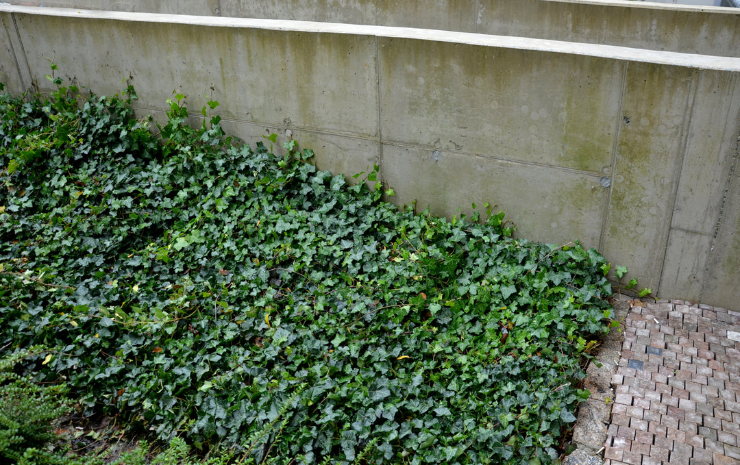 English Ivy - Flat