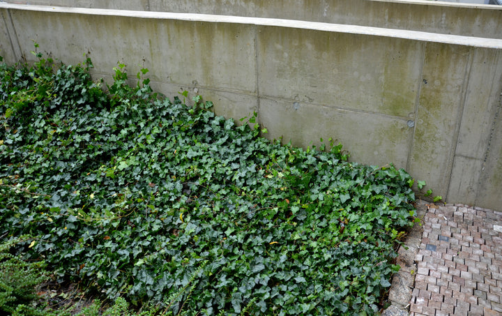 English Ivy - Flat