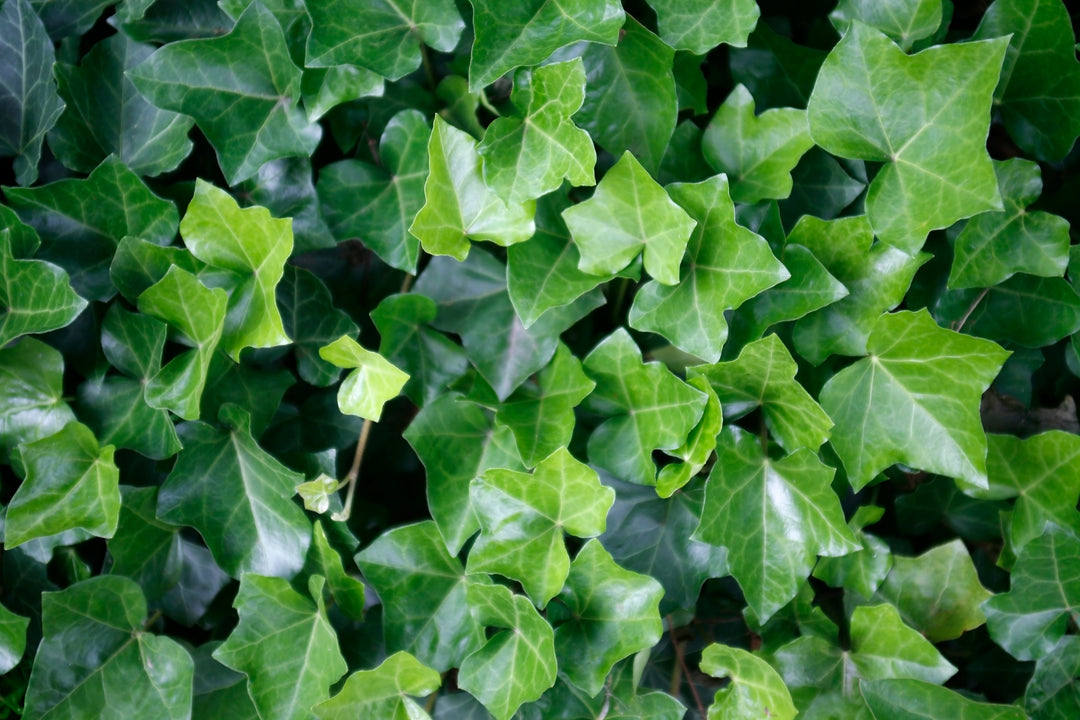 English Ivy - Flat
