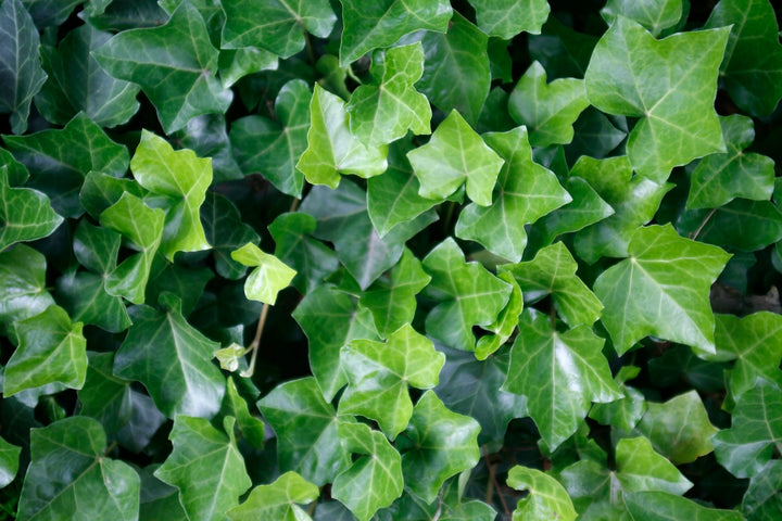 English Ivy - Flat