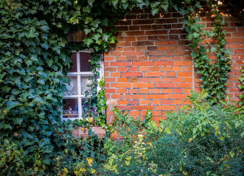 English Ivy - Flat
