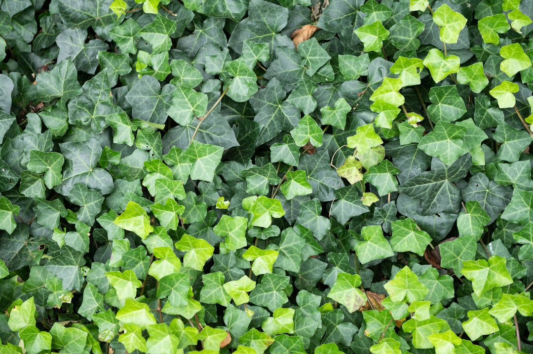 English Ivy - Flat
